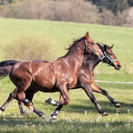 Yoga Garden Eletmod Es Vendeghaz 아파트