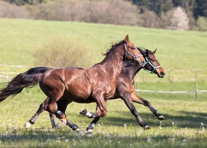 Yoga Garden Eletmod Es Vendeghaz 아파트